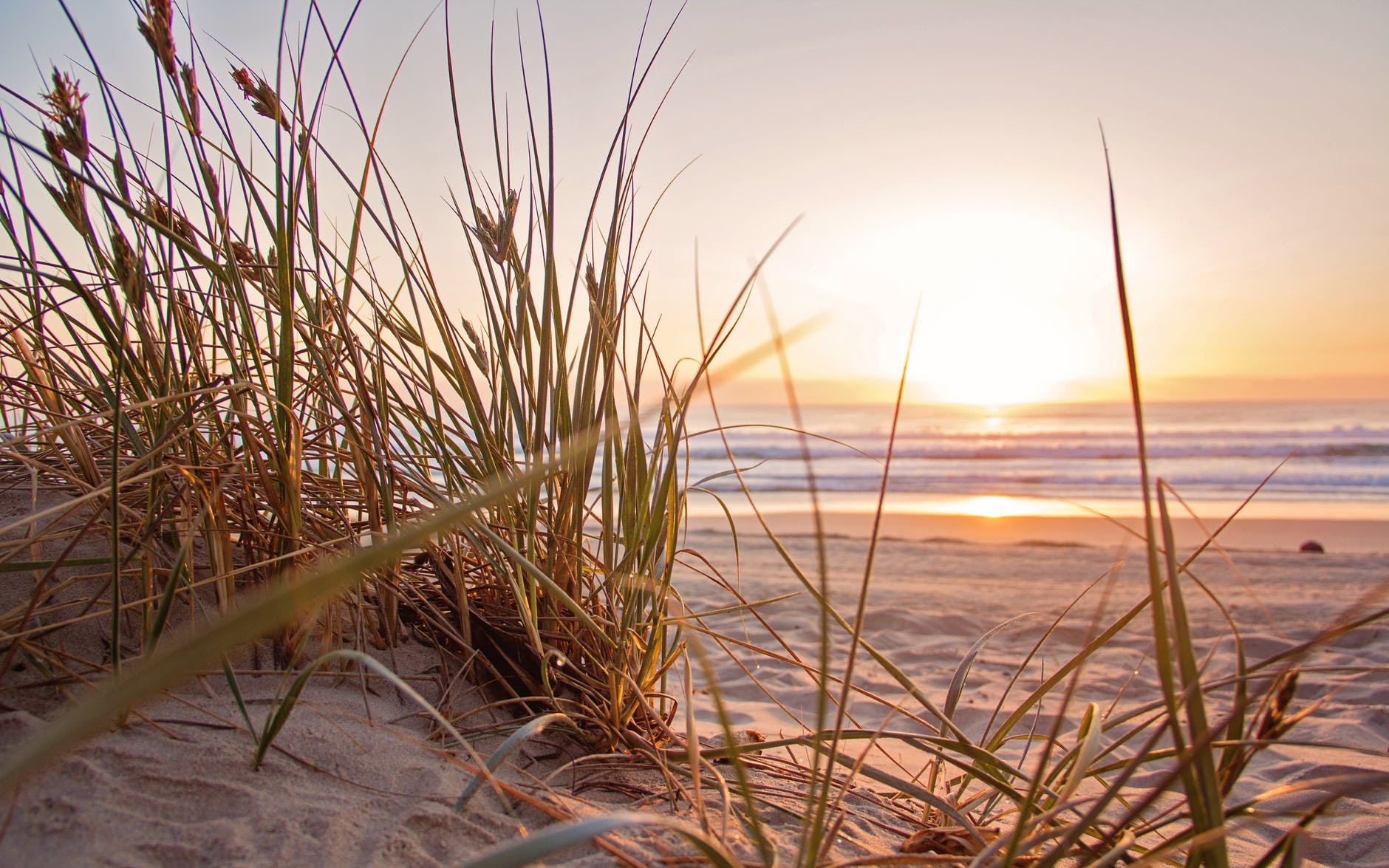 green grass on sand overlooking body of water