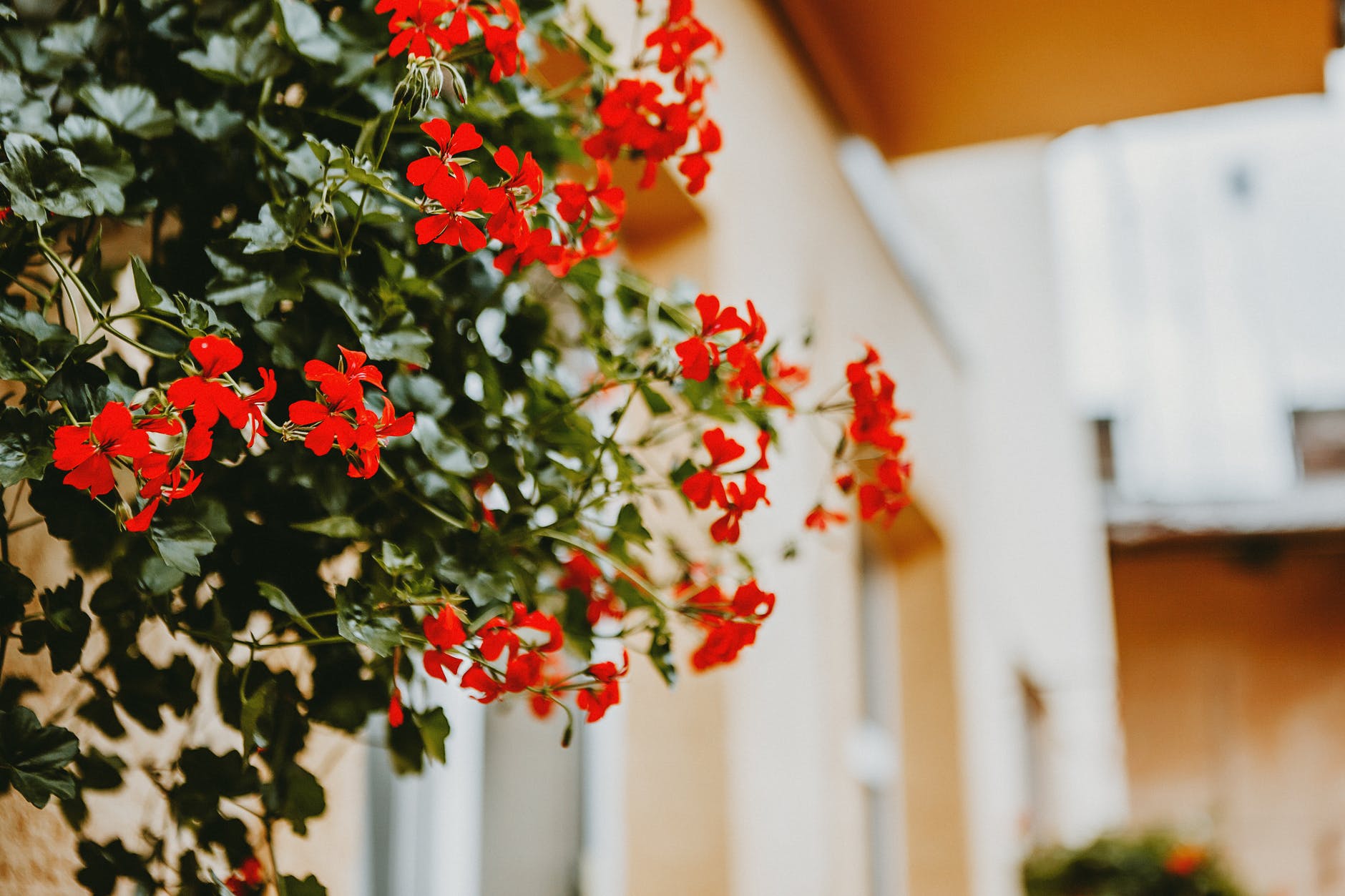 red pelargonia flowers growing in pot near house