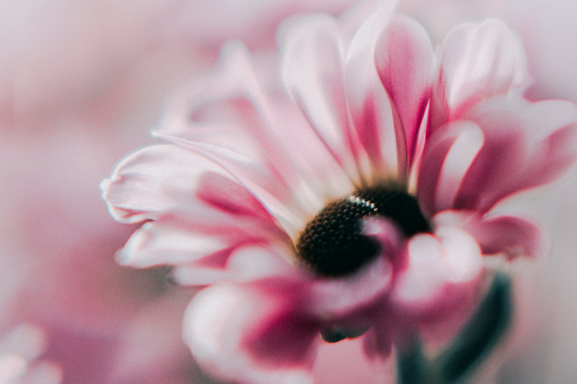 macro photography of flower