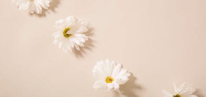 fresh gentle chamomiles arranged on beige table